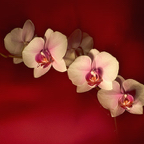 Orchids_1